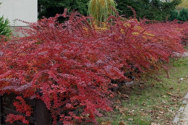 Berberys Thunberga Atropurpurea Berberis thunbergii P9