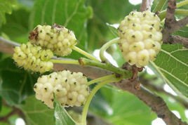 Morwa biała Morus alba C2