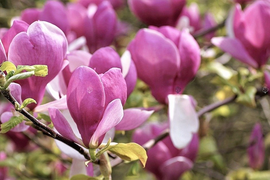 Magnolia Galaxy Magnolia C5