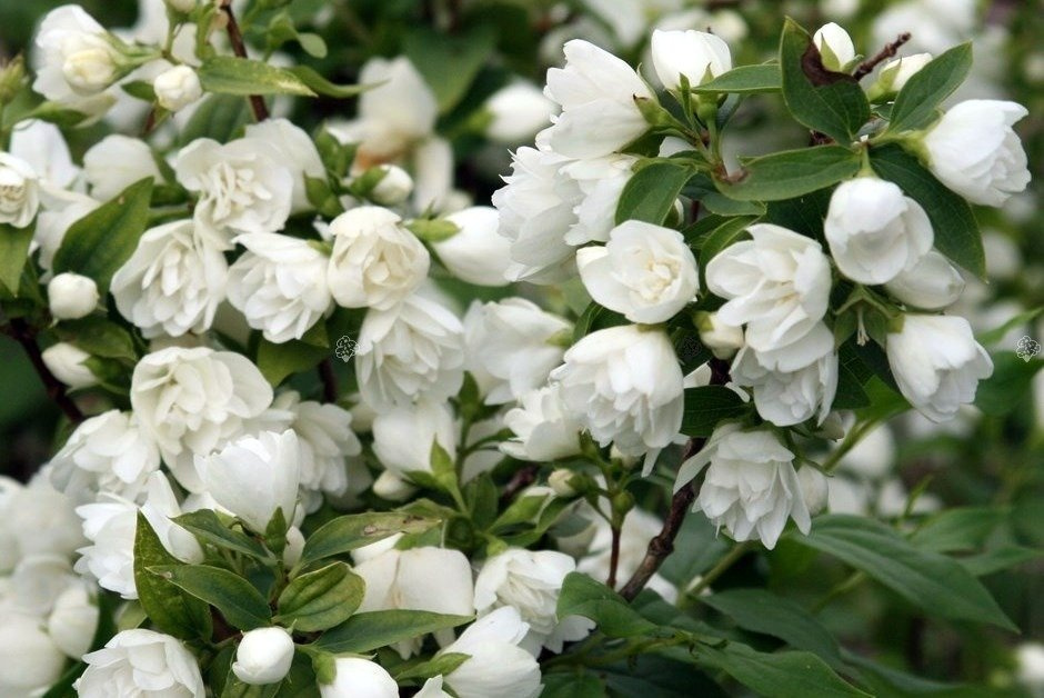 Jaśminowiec Manteau d'Hermine Philadelphus P9