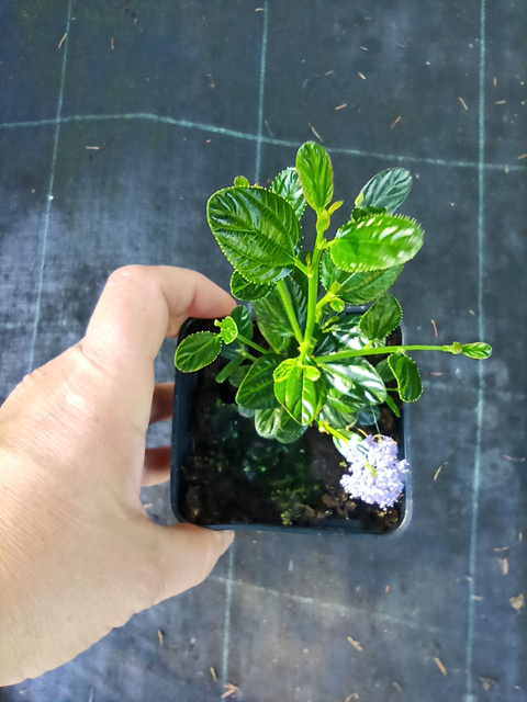 Prusznik Victoria Ceanothus P9