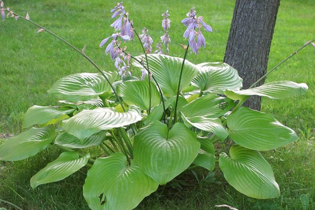 Funkia Sum and Substance Hosta 