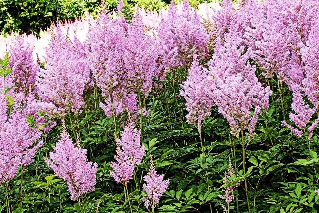 Tawułka Hyazinth Astilbe C2