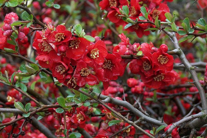 Pigwowiec pośredni Nicoline Chaenomeles superba C2