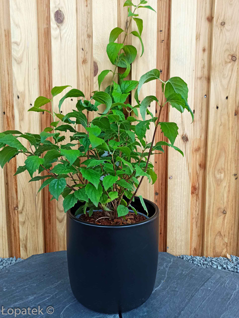 Jaśminowiec Virginal Philadelphus P9