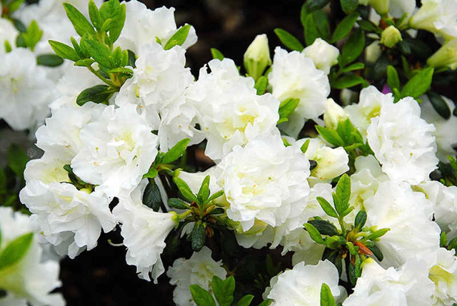 Azalia japońska Panda Rhododendron obtusum C2