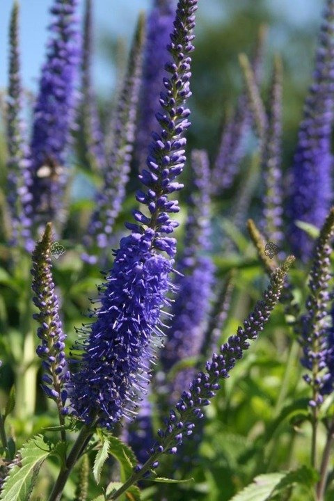Przetacznik długolistny Blauriesin Veronica longifolia C2
