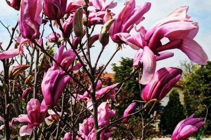 Magnolia Betty Magnolia C2