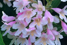 Kolkwicja chińska Pink Kolkwitzia amabilis P9