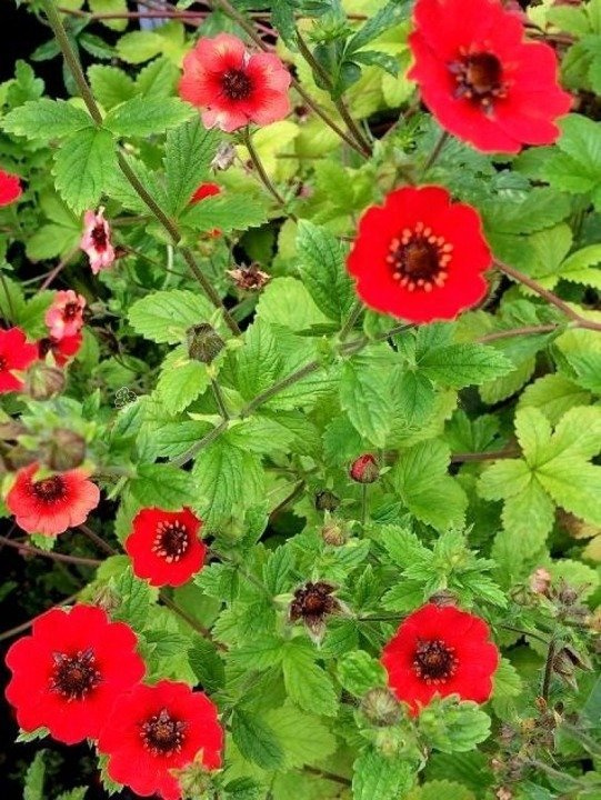 Pięciornik krzewiasty Gibson`s Scarlet Potentilla fruticosa P9