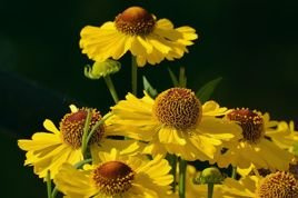 Dzielżan ogrodowy Kanaria Helenium hybridum C2