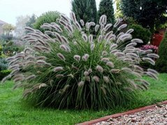 Rozplenica japońska Lady U PBR Pennisetum alopecuroides C2