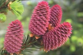 Świerk pospolity Acrocona Picea abies C2
