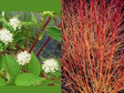 Dereń świdwa Winter Beauty Cornus sanguinea C3