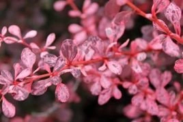Berberys Thunberga Rose Glow Berberis thunbergii C2
