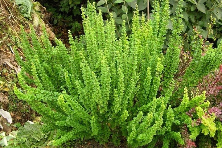 Berberys Thunberga Erecta Berberis thunbergii C2