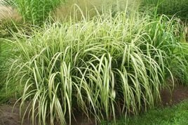Miskant chiński Condensatus Miscanthus sinensis  C2