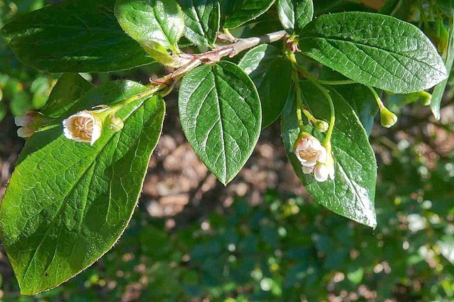 Irga błyszcząca Cotoneaster lucidus P9