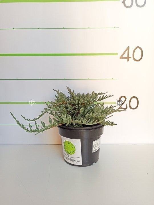 Jałowiec płożący Blue Chip Juniperus horizontalis C2