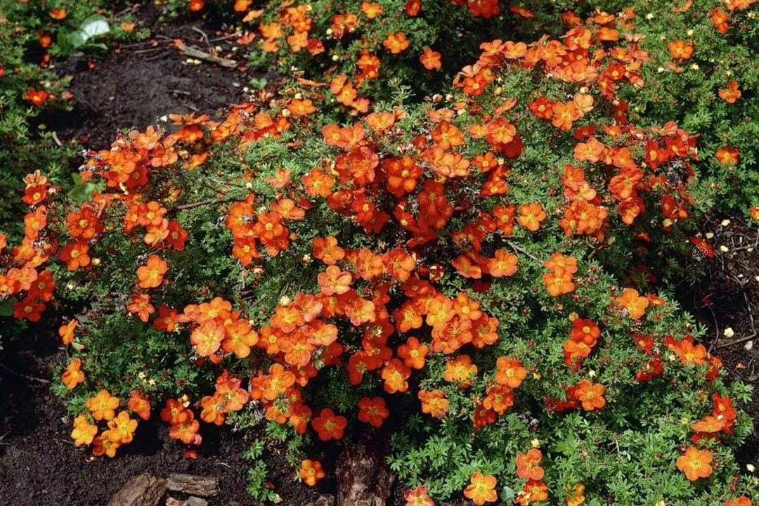 Pięciornik krzewiasty Red Ace Potentilla fruticosa P9