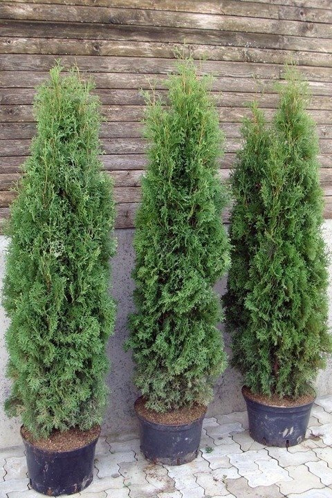 Tuja Columna Thuja occidentalis C5