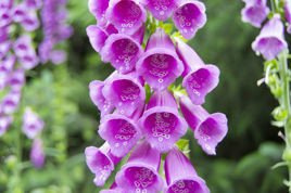Naparstnica Digitalis grandiflora purpurea P9