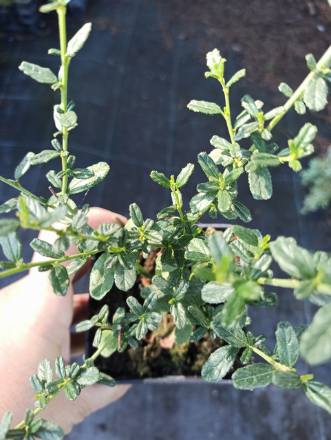 Prusznik Skylark Ceanothus P9