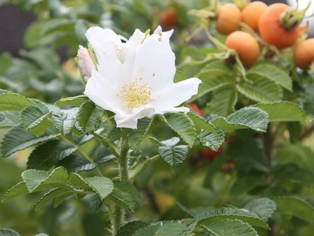 Róża pomarszczona Alba Rosa rugosa C2