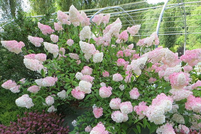 Hortensja bukietowa Vanille Fraise PBR Hydrangea paniculata P9