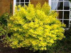 Jaśminowiec wonny Aureus Philadelphus coronarius P9