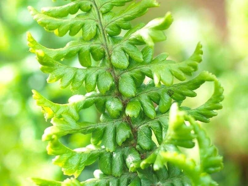 Narecznica mocna Crispa Dryopteris affinis C3