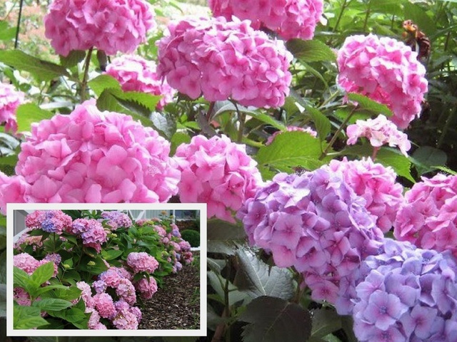 Hortensja ogrodowa Bouquet Rose Hydrangea macrophylla P9