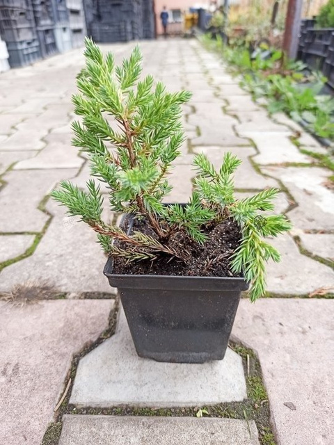Jałowiec łuskowaty Blue Carpet Juniperus squamata P9
