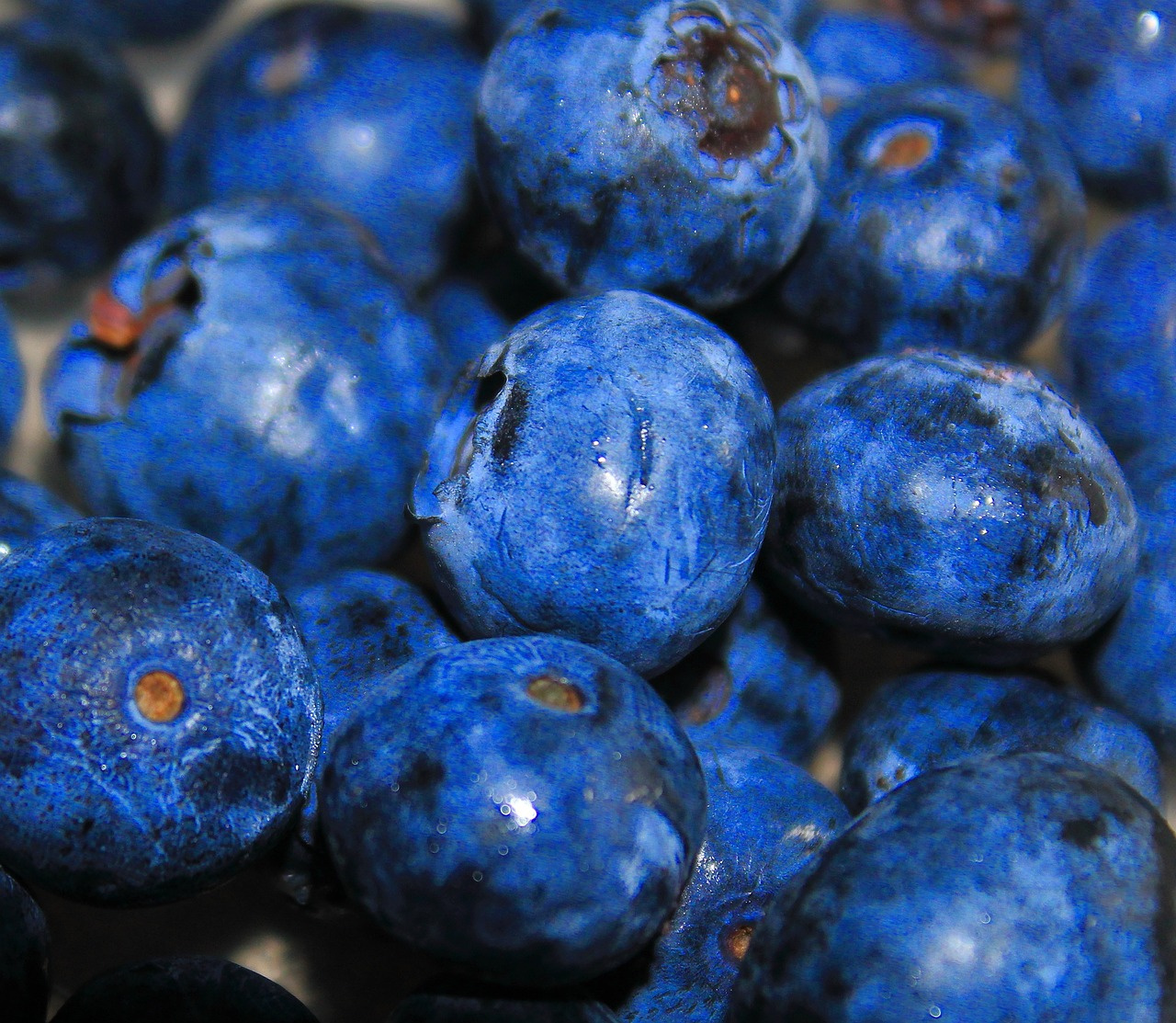 Borówka amerykańska Duke Vaccinium corymbosum P9