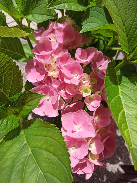 Hortensja ogrodowa Bodensee Hydrangea macrophylla C2