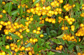 Ognik Golden Charmer Pyracantha P9