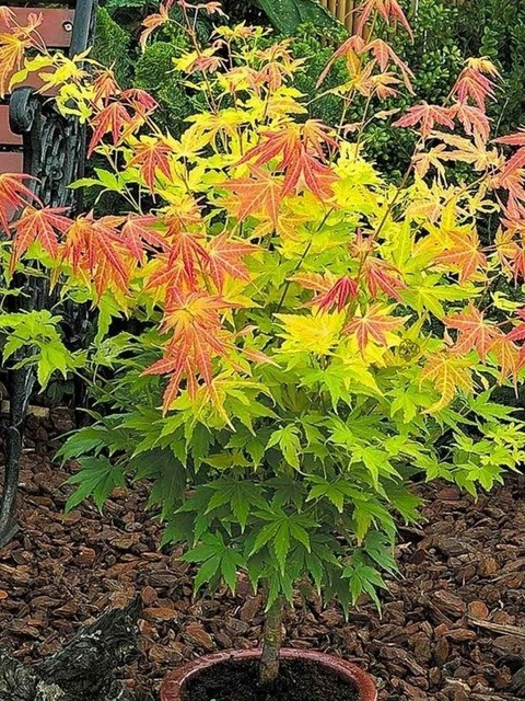 Klon palmowy Orange Dream Acer palmatum