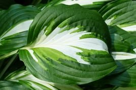 Funkia American Sweetheart Hosta C3