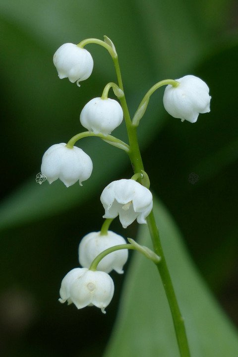 Konwalia majowa Convallaria majalis P9