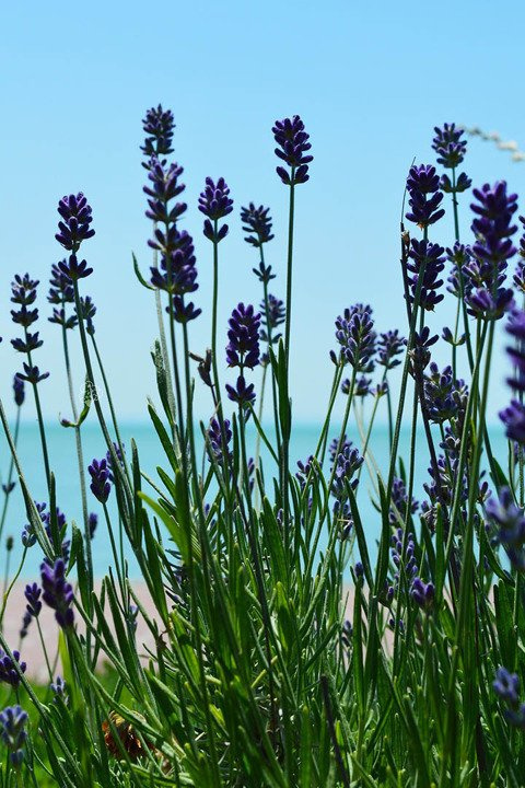 Lawenda pośrednia Pure Platinum Nico Lavandula intermedia P9