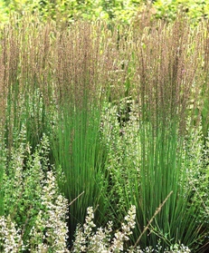 Trzęślica modra Moorhexe Molinia caerulea P9