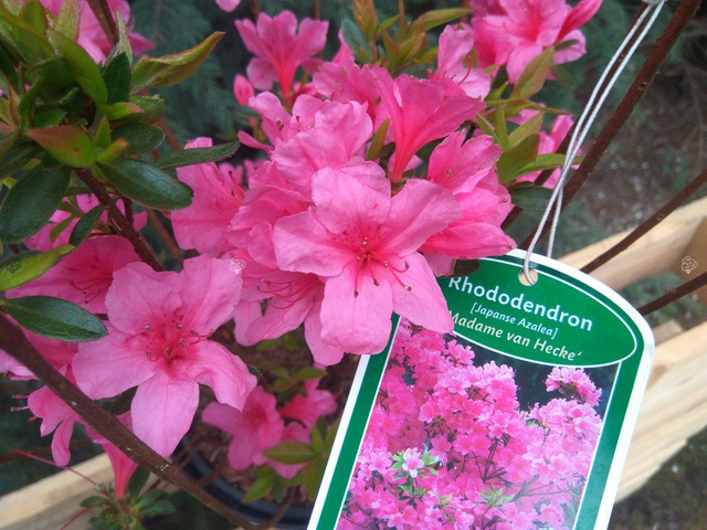 Azalia japońska Madame van Hecke Rhododendron obtusum C2