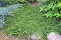Jałowiec płożący Prince of Wales Juniperus horizontalis C2