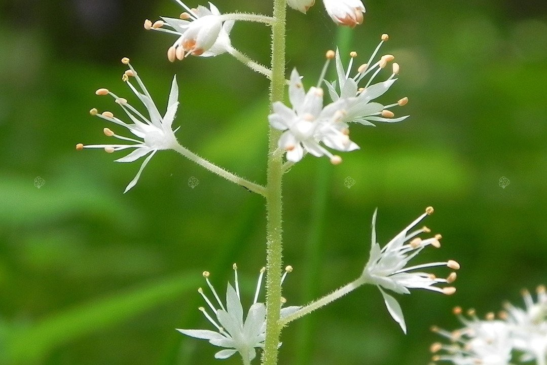 Tiarella sercolistna Tiarella cordifolia P9