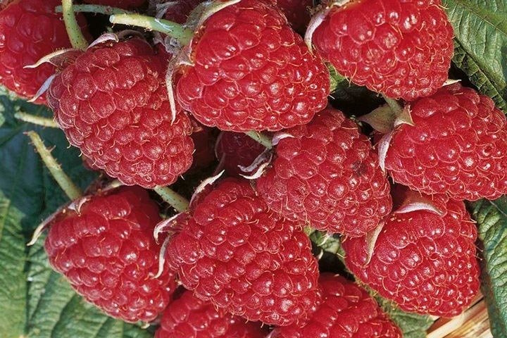 Malina Glen Ample Rubus idaeus C2