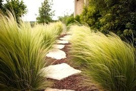 Ostnica cieniutka Ponytails Stipa tenuissima C2