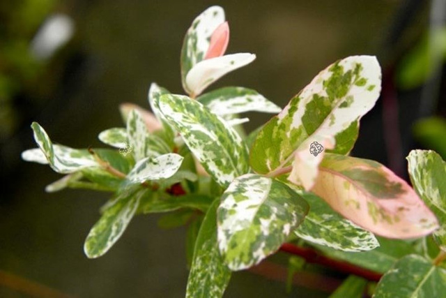 Wierzba całolistna na pniu Hakuro Nishiki Salix integra C2