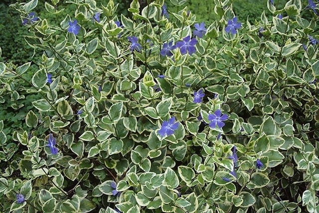 Barwinek większy Variegata Vinca major P9