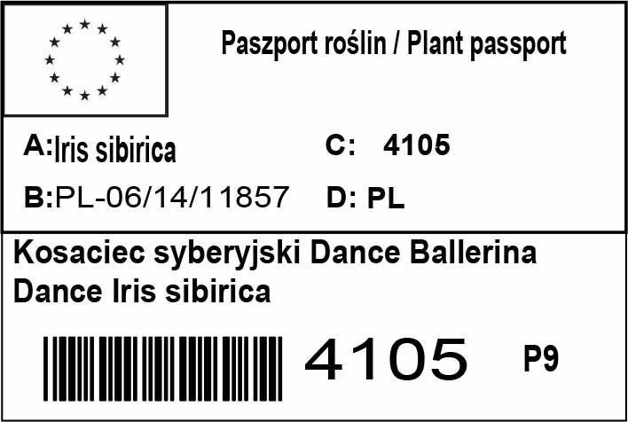 Kosaciec syberyjski Dance Ballerina Dance Iris sibirica P9