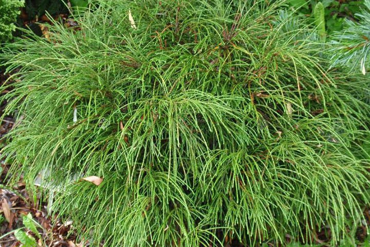 Tuja Whipcord Thuja plicata C2